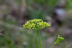 Nuttall's prairie parsley